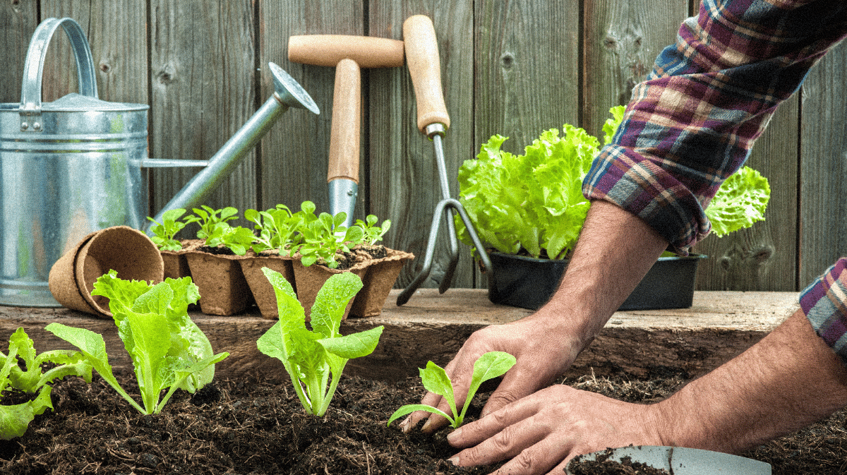 Préparer un potager bio dès cet hiver